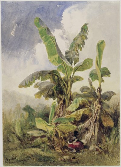 Bananengebüsch, Penha von Eduard Hildebrandt