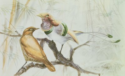 Königsvogel des Paradieses, 1909 von Edward Adrian Wilson