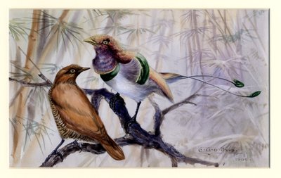 Königsvogel des Paradieses, 1909 von Edward Adrian Wilson