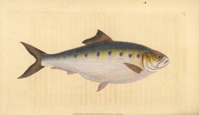 Maifisch, Alosa alosa (Schat, Clupea alosa). Handkolorierte Kupferstichzeichnung und -gravur von Edward Donovan aus seiner Natural History of British Fishes, Donovan und F.C. und J. Rivington, London von Edward Donovan