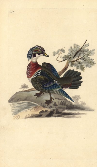 Brautente, Aix sponsa. Handkolorierter Kupferstich von Edward Donovan aus seiner eigenen „Natural History of British Birds“, London von Edward Donovan