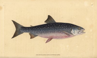 Arktische Saibling, Salvelinus alpinus alpinus. Handkolorierte Kupferstichzeichnung und -gravur von Edward Donovan aus seiner „Natural History of British Fishes“, Donovan und F.C. und J. Rivington, London von Edward Donovan