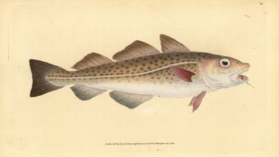 Atlantischer Kabeljau, Gadus morhua. Handkolorierte Kupferstich von Edward Donovan aus seiner Natural History of British Fishes, Donovan und F.C. und J. Rivington, London von Edward Donovan