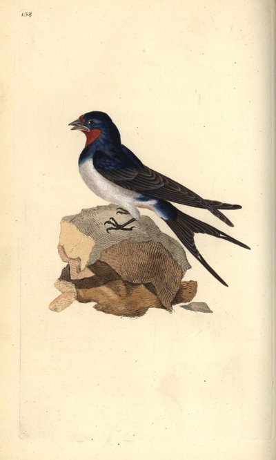 Rauchschwalbe, Hirundo rustica. Handkolorierter Kupferstich von Edward Donovan aus seiner eigenen „Natural History of British Birds“, London von Edward Donovan