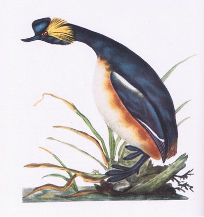 Schwarzhalstaucher, Natur in Großbritannien veröffentlicht von Collins, 1946 von Edward Donovan