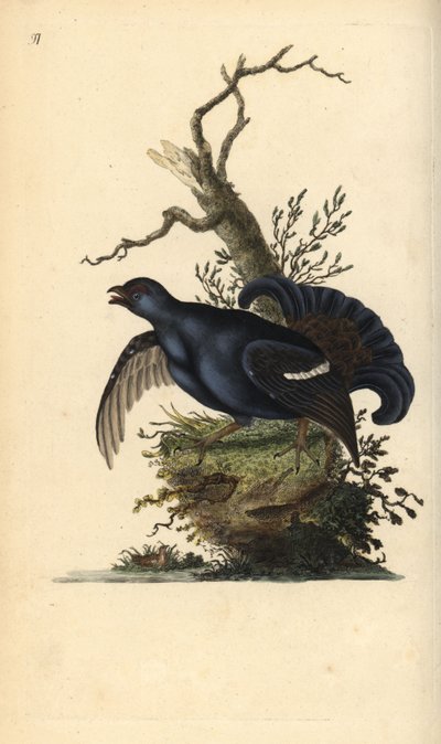 Birkhuhn, Tetrao tetrix. Handkolorierte Kupferstichzeichnung und -gravur von Edward Donovan aus seiner „Natural History of British Birds“ von Edward Donovan