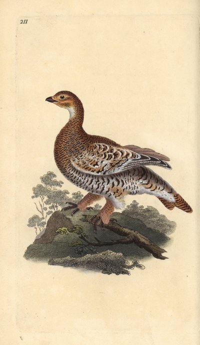 Birkhuhn, Tetrao tetrix. Handkolorierte Kupferplatte von Edward Donovan aus seinem eigenen „Natural History of British Birds“ von Edward Donovan