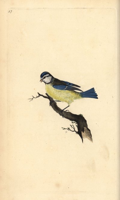 Blaumeise, Cyanistes caeruleus. Handkolorierte Kupferstich von Edward Donovan aus seiner Natural History of British Birds, London von Edward Donovan