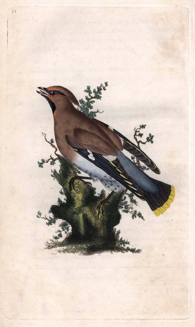 Seidenschwanz, Bombycilla garrulus. Kupferstich von Edward Donovan, veröffentlicht in Histoire naturelle des oiseaux britanniques, London von Edward Donovan