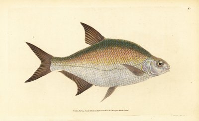 Brachse, Abramis brama (Cyprinus brama) von Edward Donovan