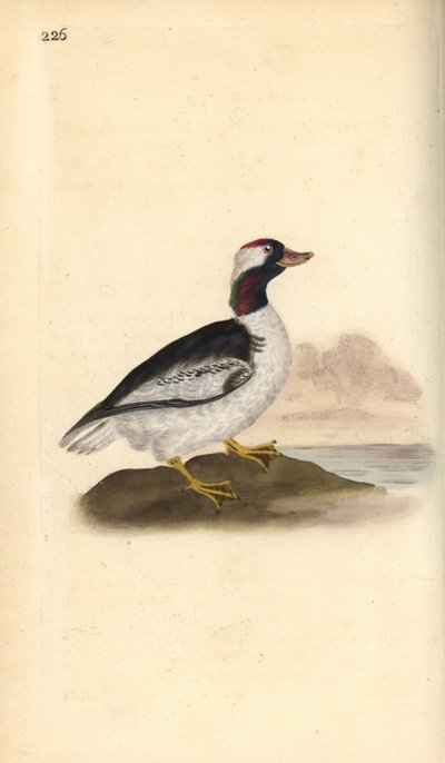 Bucephala albeola. Handkolorierte Kupferplatte von Edward Donovan aus seinem eigenen „Natural History of British Birds“ von Edward Donovan