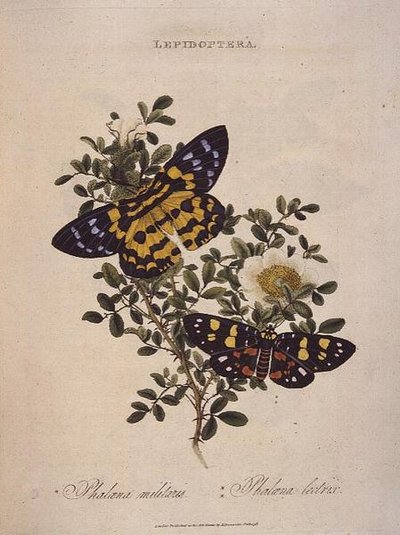 Schmetterlinge: Phalaena Militaris, Phalaena Lectrix, veröffentlicht vom Künstler von Edward Donovan