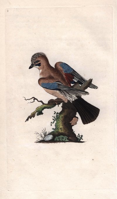 Eichelhäher (Garrulus glandarius). Kupferstich von Edward Donovan, veröffentlicht in Histoire naturelle des oiseaux britanniques, London von Edward Donovan