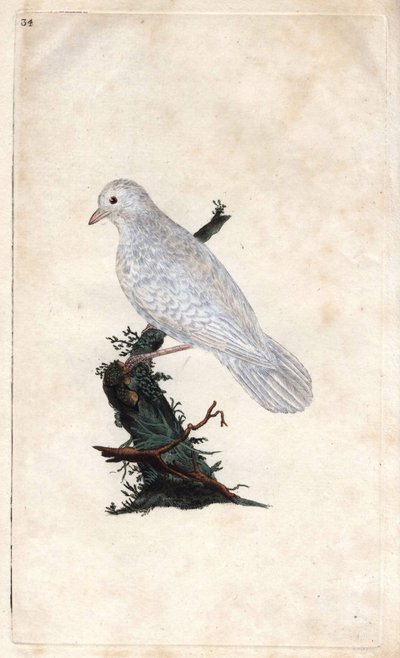 Eichelhäher. Garrulus glandarius. Kupferstich von Edward Donovan (1768-1837), veröffentlicht in Histoire naturelle des oiseaux britanniques, London von Edward Donovan