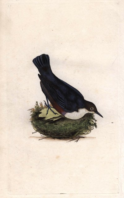 Wasseramsel. Cinclus cinclus. Kupferstich von Edward Donovan, veröffentlicht in Histoire naturelle des oiseaux britanniques, London von Edward Donovan