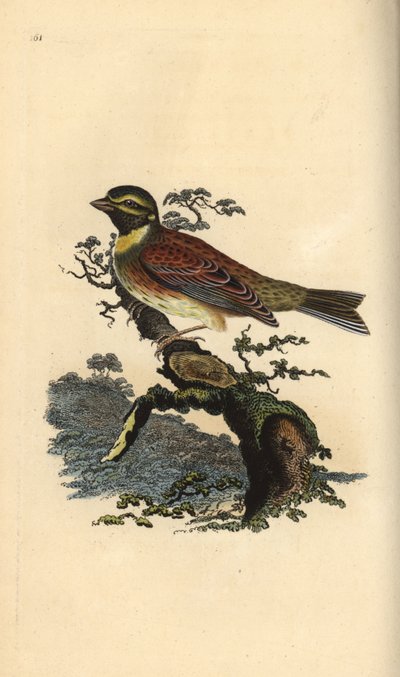Zaunammer, Emberiza cirlus. Handkolorierte Kupferplatte gezeichnet und graviert von Edward Donovan aus seiner eigenen „Natural History of British Birds,“ London von Edward Donovan