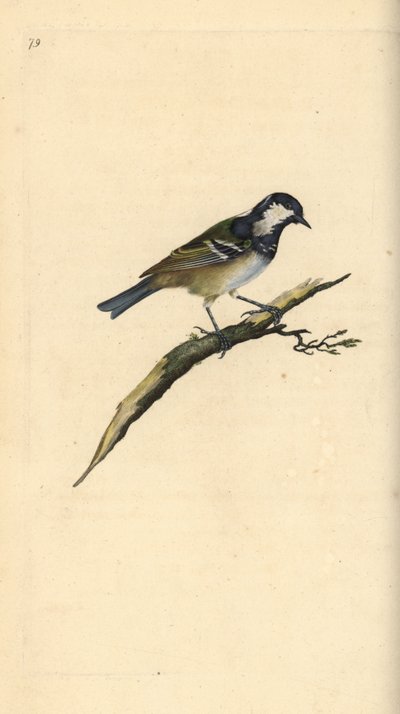 Tannenmeise, Periparus ater. Handkolorierte Kupferstich von Edward Donovan aus seiner Natural History of British Birds, London von Edward Donovan