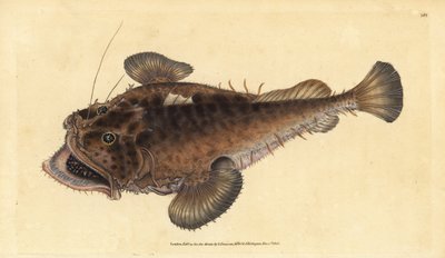 Seeteufel, Lophius piscatorius. Handkolorierte Kupferstichzeichnung und -gravur von Edward Donovan aus seiner „Natural History of British Fishes“, Donovan und F.C. und J. Rivington, London von Edward Donovan