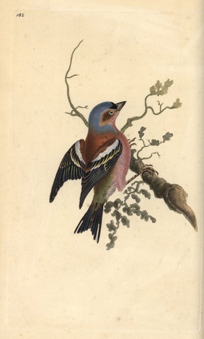 Buchfink, Fringilla coelebs. Handkolorierte Kupferstich von Edward Donovan aus seiner Natural History of British Birds, London von Edward Donovan