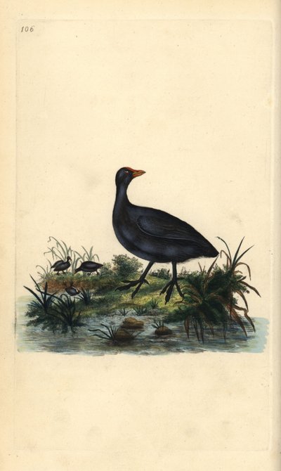 Blässhuhn, Fulica atra. Handkolorierter Kupferstich gezeichnet und gestochen von Edward Donovan aus seinem eigenen „Natural History of British Birds“, London von Edward Donovan