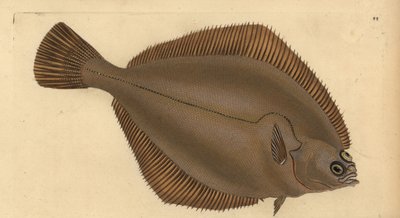 Kliesche, Limanda limanda (Pleuronectes limanda). Handkolorierte Kupferstichzeichnung und -gravur von Edward Donovan aus seiner Natural History of British Fishes, Donovan und F.C. und J. Rivington, London von Edward Donovan