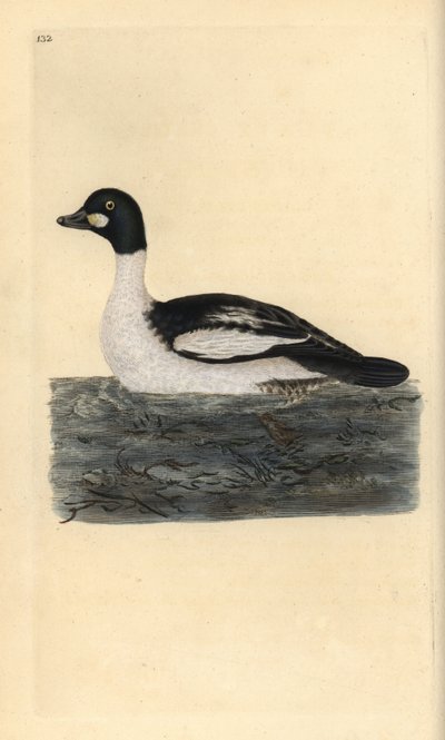 Schellente, Bucephala clangula. Handkolorierte Kupferstichgravur aus „Natural History of British Birds“ von Edward Donovan von Edward Donovan