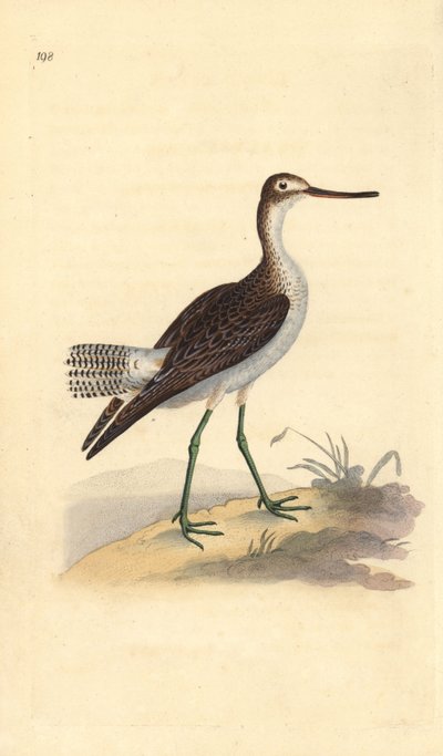 Grünschenkel, Tringa nebularia. Handkolorierte Kupferstich von Edward Donovan aus seiner Natural History of British Birds, London von Edward Donovan