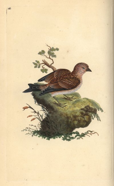 Gemeiner Bluthänfling, Carduelis cannabina. Handkolorierte Kupferstichzeichnung und -gravur von Edward Donovan aus seinem eigenen „Natural History of British Birds“, London von Edward Donovan
