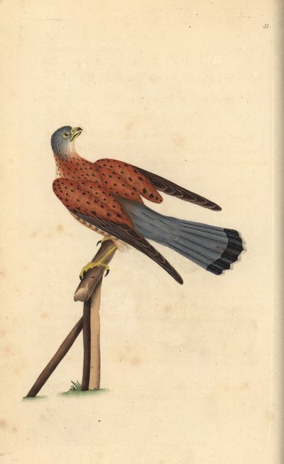 Turmfalke, Falco tinnunculus. Handkolorierte Kupferstich von Edward Donovan aus seiner Natural History of British Birds, London von Edward Donovan
