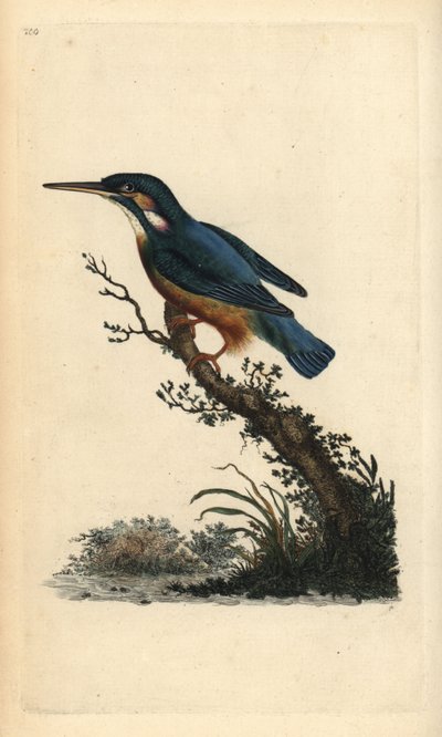 Eisvogel, Alcedo atthis. Handkolorierter Kupferstich gezeichnet und gestochen von Edward Donovan aus seinem eigenen „Natural History of British Birds“, London von Edward Donovan