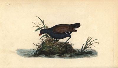 Teichhuhn, Gallinula chloropus. Handkolorierte Kupferplatte von Edward Donovan aus seinem eigenen „Natural History of British Birds“ von Edward Donovan