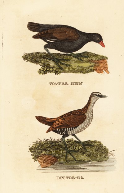 Teichhuhn, Gallinula chloropus, und Tüpfelsumpfhuhn, Porzana porzana von Edward Donovan