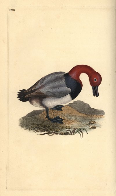 Tafelente, Aythra ferina (männlich). Handkolorierte Kupferstich von Edward Donovan aus seiner Natural History of British Birds, London von Edward Donovan