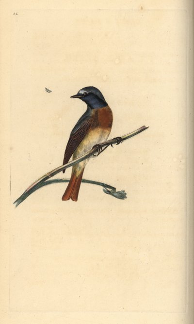 Gartenrotschwanz, Phoenicurus phoenicurus. Handkolorierte Kupferstichzeichnung und -gravur von Edward Donovan aus seiner Natural History of British Birds, London von Edward Donovan