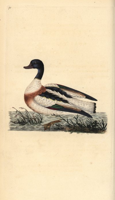 Brandgans, Tadorna tadorna. Handkolorierter Kupferstich gezeichnet und gestochen von Edward Donovan aus seinem eigenen „Natural History of British Birds“, London von Edward Donovan