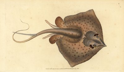 Gewöhnlicher Stechrochen, Dasyatis pastinaca. Handkolorierte Kupferstichzeichnung und -gravur von Edward Donovan aus seiner „Natural History of British Fishes“ von Edward Donovan
