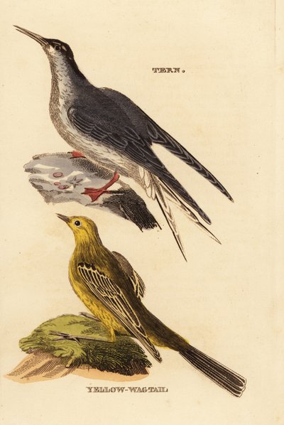 Flussseeschwalbe, Sterna hirundo und Schafstelze, Motacilla flava von Edward Donovan