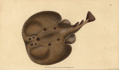 Gemeiner Torpedo oder Augen-Elektrorochen, Raja torpedo. Handkolorierte Kupferstichzeichnung und -gravur von Edward Donovan aus seiner Natural History of British Fishes, Donovan und F.C. und J. Rivington, London von Edward Donovan