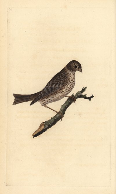 Rohrammer (Miliaria calandra). Handkolorierter Kupferstich von Edward Donovan aus seinem Werk „Natural History of British Birds“, London von Edward Donovan