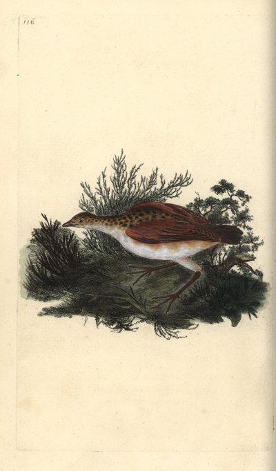 Wachtelkönig, Crex crex. Nahezu bedroht. Handkolorierte Kupferstichzeichnung und -gravur von Edward Donovan aus seinem eigenen „Natural History of British Birds“, London von Edward Donovan
