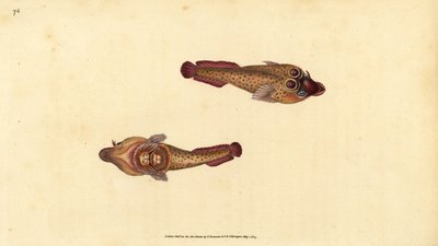Purpursauger, Lepadogaster purpurea (Augenfleck-Sauger, Cyclopterus ocellatus). Handkolorierter Kupferstich von Edward Donovan aus seiner „Natural History of British Fishes“, Donovan und F.C. und J. Rivington, London von Edward Donovan
