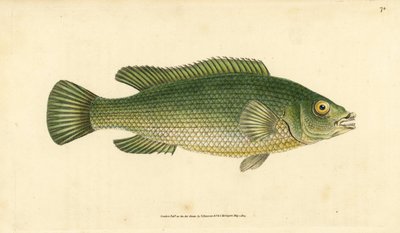 Lippfisch, Labrus mixtus (Gestreifter Lippfisch, Labrus lineatus). Handkolorierte Kupferstichzeichnung und -gravur von Edward Donovan aus seiner Natural History of British Fishes, Donovan und F.C. und J. Rivington, London von Edward Donovan