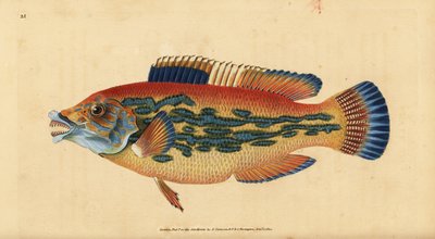 Lippfisch, Labrus mixtus. Handkolorierte Kupferstich von Edward Donovan aus seiner Natural History of British Fishes, Donovan und F.C. und J. Rivington, London von Edward Donovan