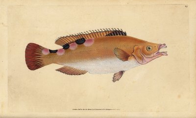 Lippfisch, Labrus mixtus. Handkolorierte Kupferstichzeichnung und -gravur von Edward Donovan aus seiner „Natural History of British Fishes“ von Edward Donovan