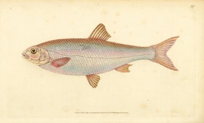 Döbel, Leuciscus leuciscus (Cyprinus leuciscus). Handkolorierte Kupferstichzeichnung und Gravur von Edward Donovan aus seiner Natural History of British Fishes, Donovan und F.C. und J. Rivington, London von Edward Donovan