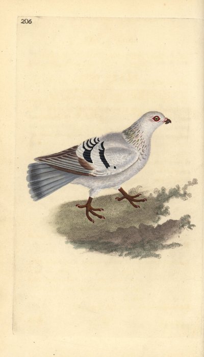 Haustaube, Columba livia domestica. Handkolorierte Kupferstichzeichnung und -gravur von Edward Donovan aus seiner Natural History of British Birds, London von Edward Donovan