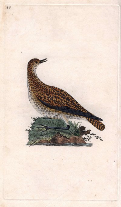 Goldregenpfeifer. Pluvialis apricaria. Kupferstich von Edward Donovan (1768-1837), veröffentlicht in „Histoire naturelle des oiseaux britanniques“, London von Edward Donovan