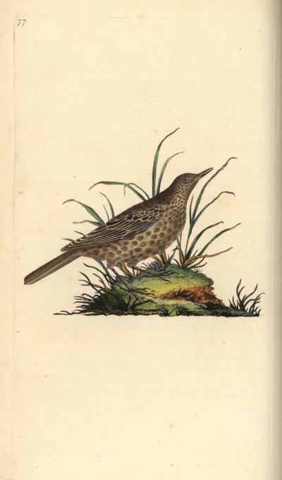 Dunkelleitlerche, Pinarocorys nigricans. Handkolorierte Kupferstichzeichnung und -gravur von Edward Donovan aus seiner „Natural History of British Birds“ von Edward Donovan