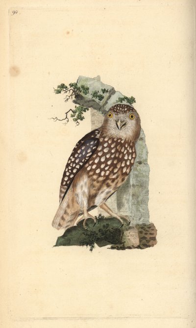 Sperlingskauz, Glaucidium passerinum. Handkolorierter Kupferstich gezeichnet und gestochen von Edward Donovan aus seinem eigenen „Natural History of British Birds“, London von Edward Donovan