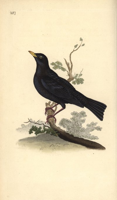 Amsel, Turdus merula. Handkolorierter Kupferstich von Edward Donovan aus seiner eigenen „Natural History of British Birds“, London von Edward Donovan